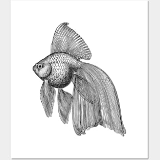 Goldfish Illustration | Pet Natural History Posters and Art